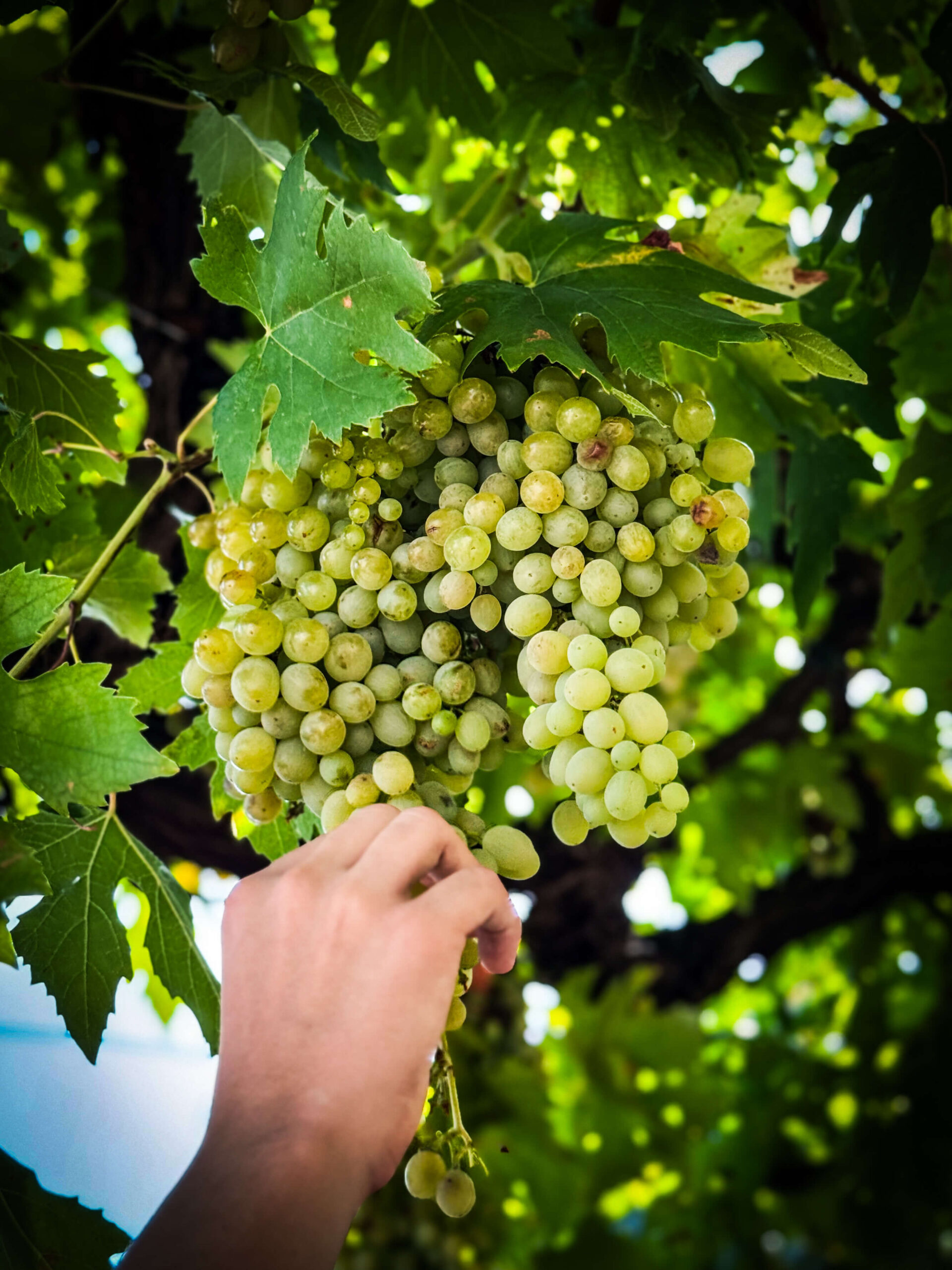 Bolgheri