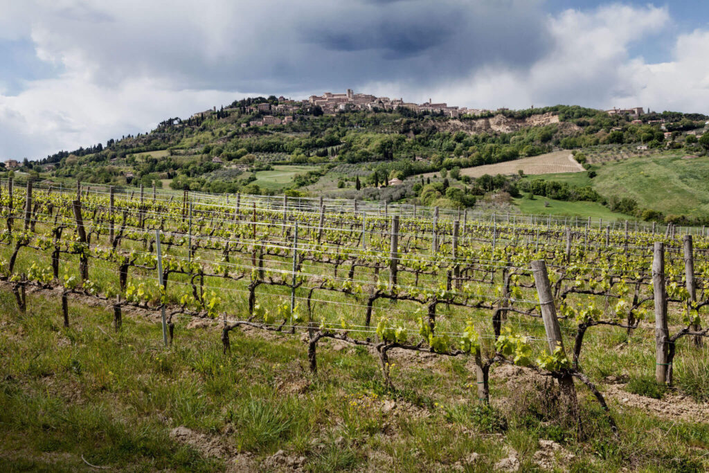 Montepulciano val d'Orcia cipressi Tuscany rolling hills vineyards
