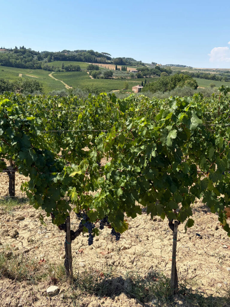wine supertuscan Brunello di montalcino chianti Bolgheri tasting Vino Nobile di Montepulciano Orcia DOC IGT